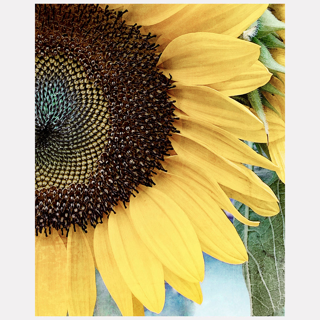 Sunny Side Up