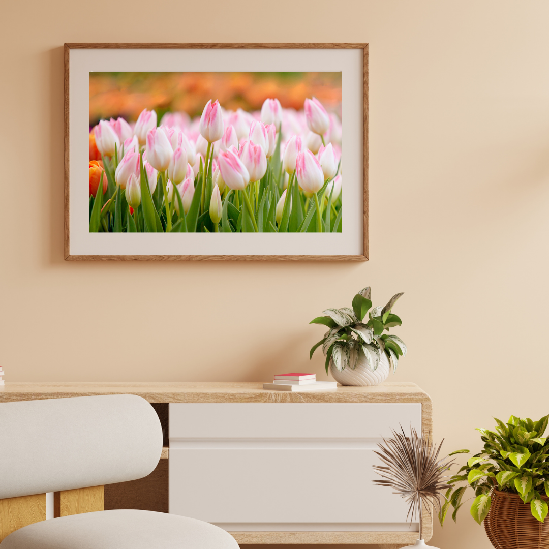 Tulip Serenity