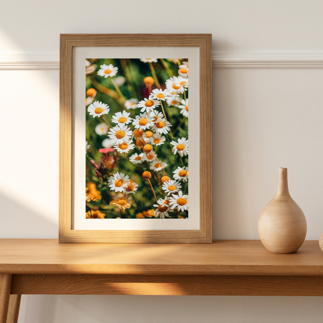Country Daisies