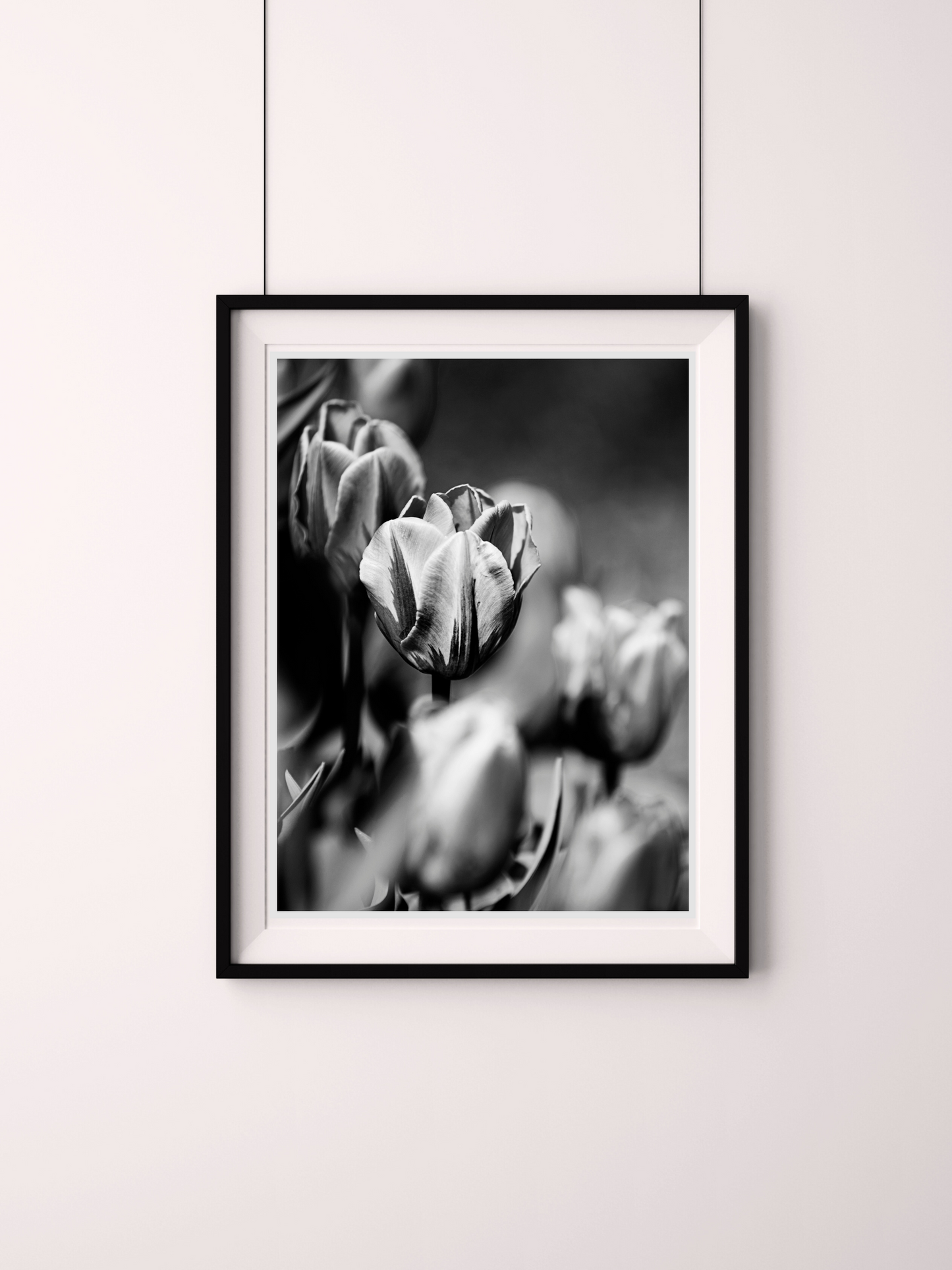 Tulips In Black & White - Contrasting Elegance