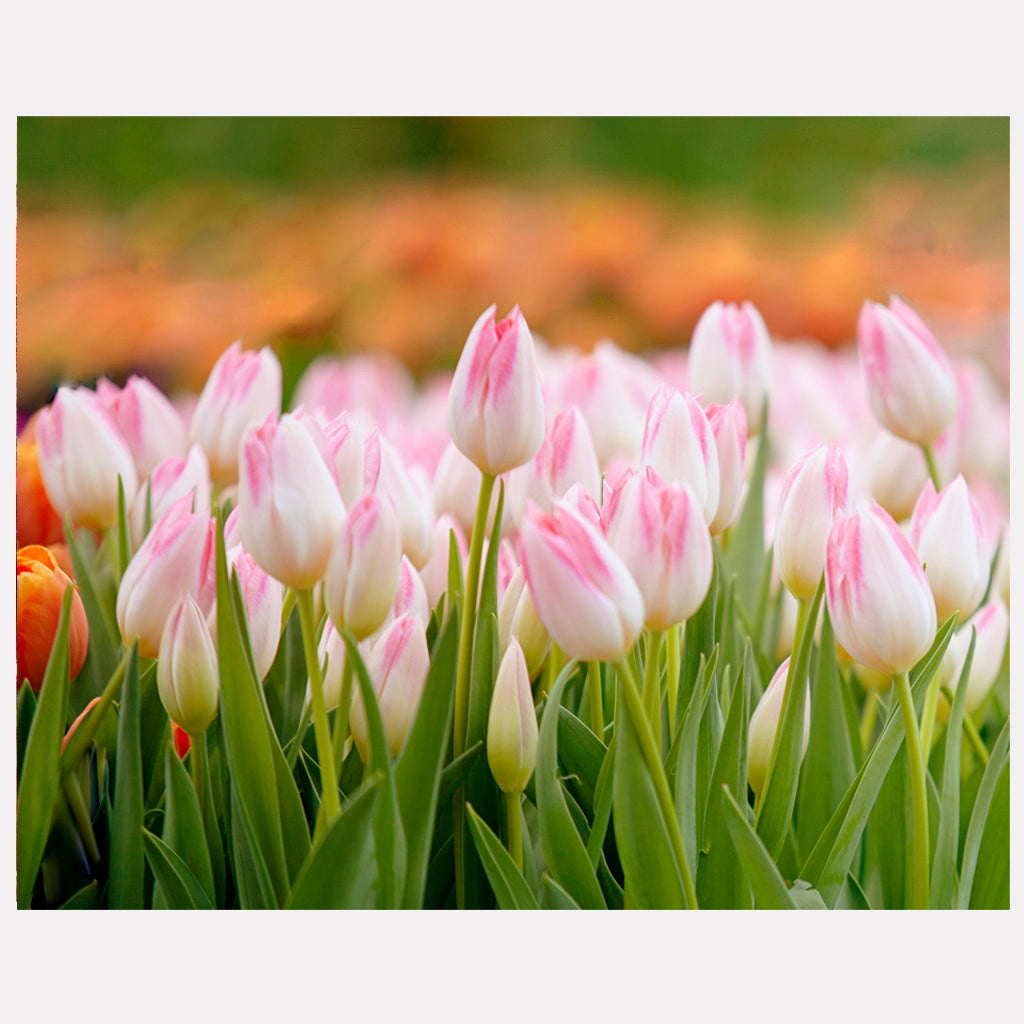 Tulip Serenity