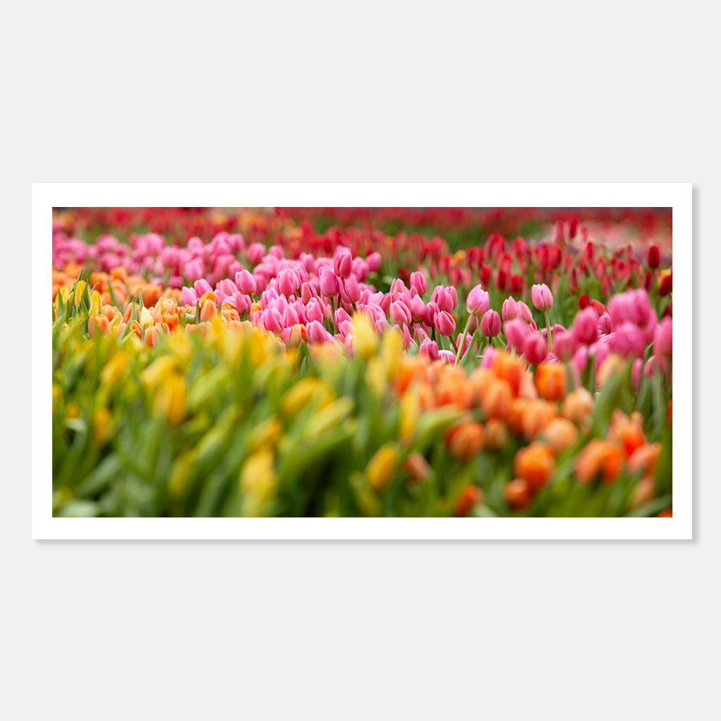 Tulip Rainbow