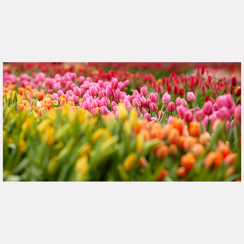 Tulip Rainbow
