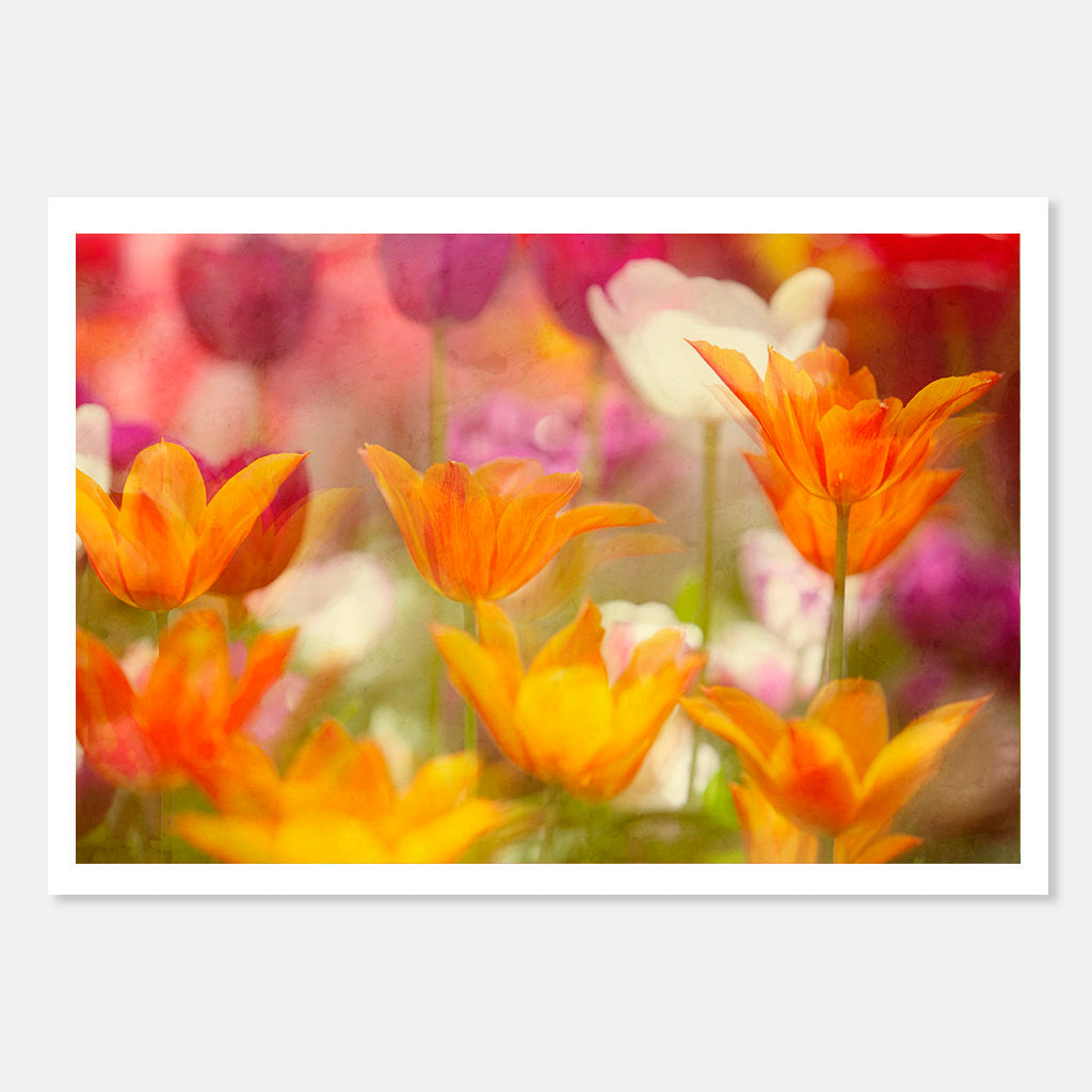 Tulip Whispers