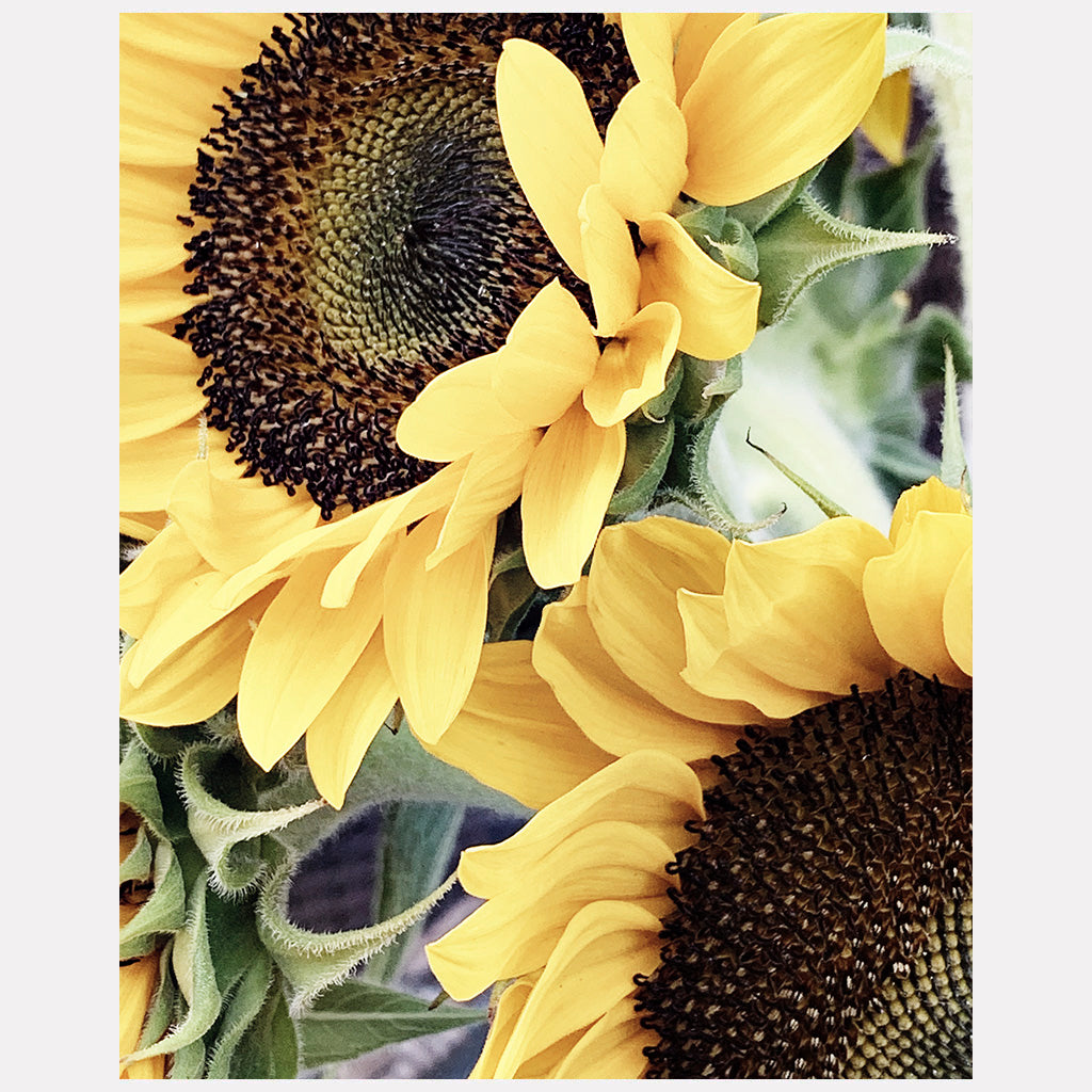 Hello Sunshine