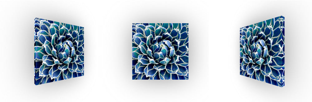 Blue Succulent