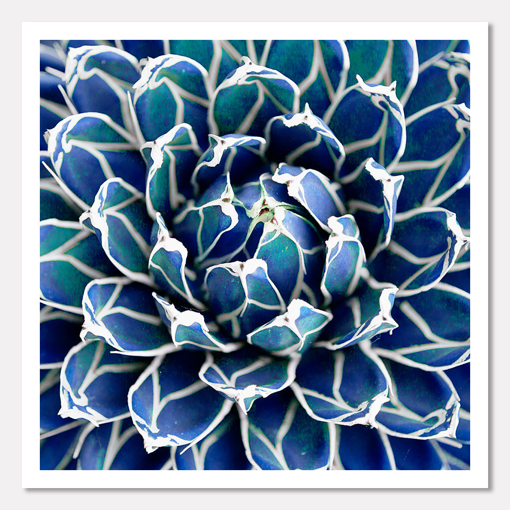 buy blue succulents Blue Succulent – Stacey Natal