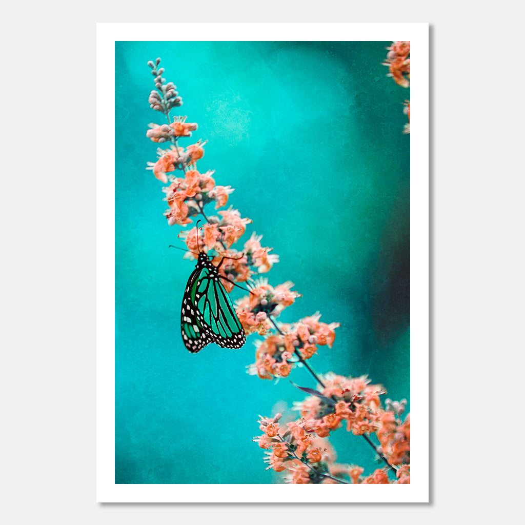 Transformation - Butterfly