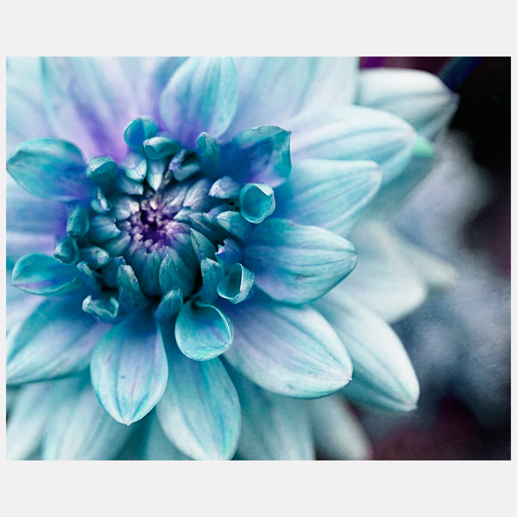 Dahlia Blue