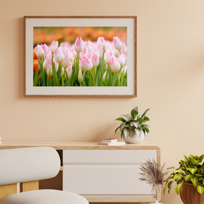Tulip Serenity