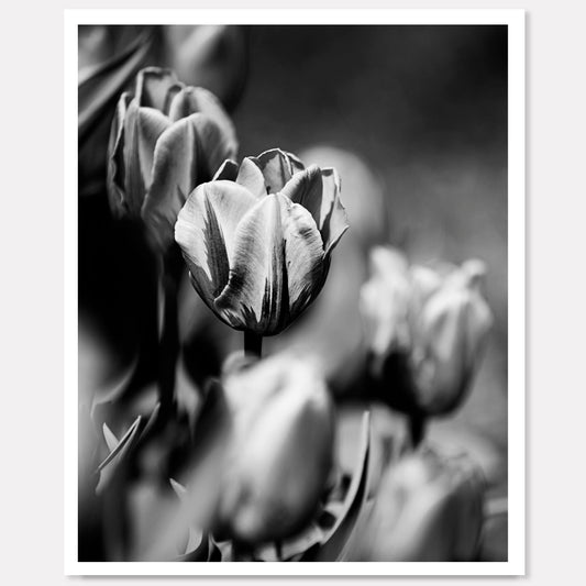 Tulips In Black & White - Contrasting Elegance