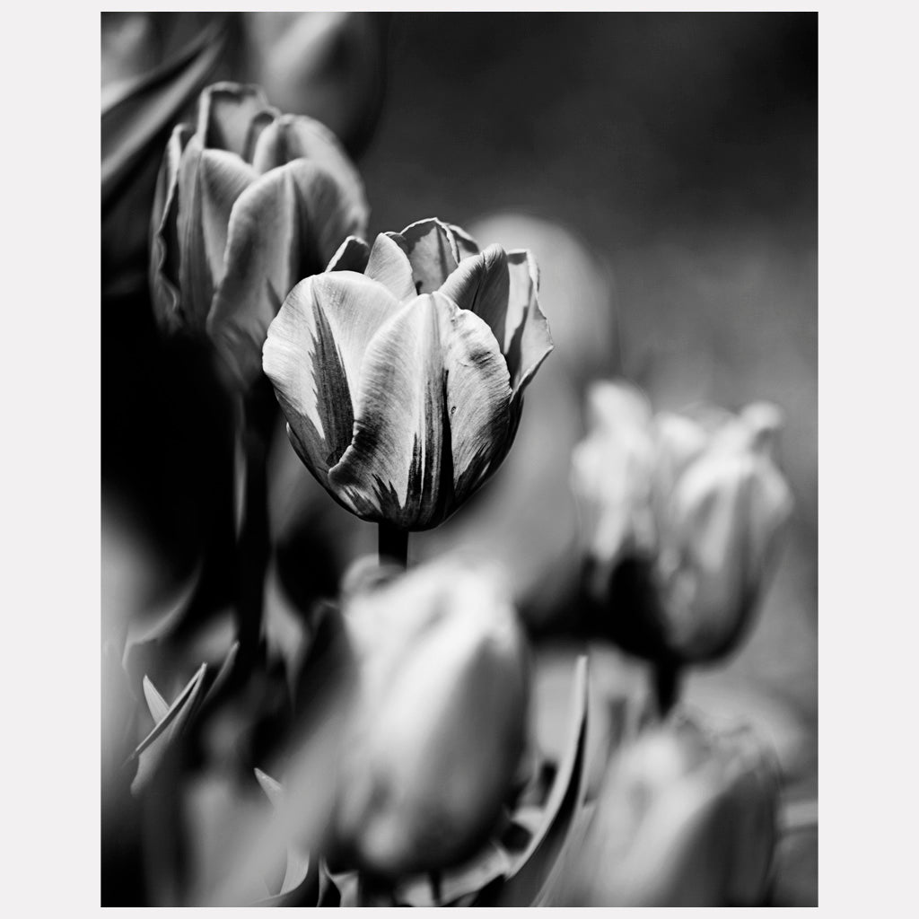 Tulips In Black & White - Contrasting Elegance