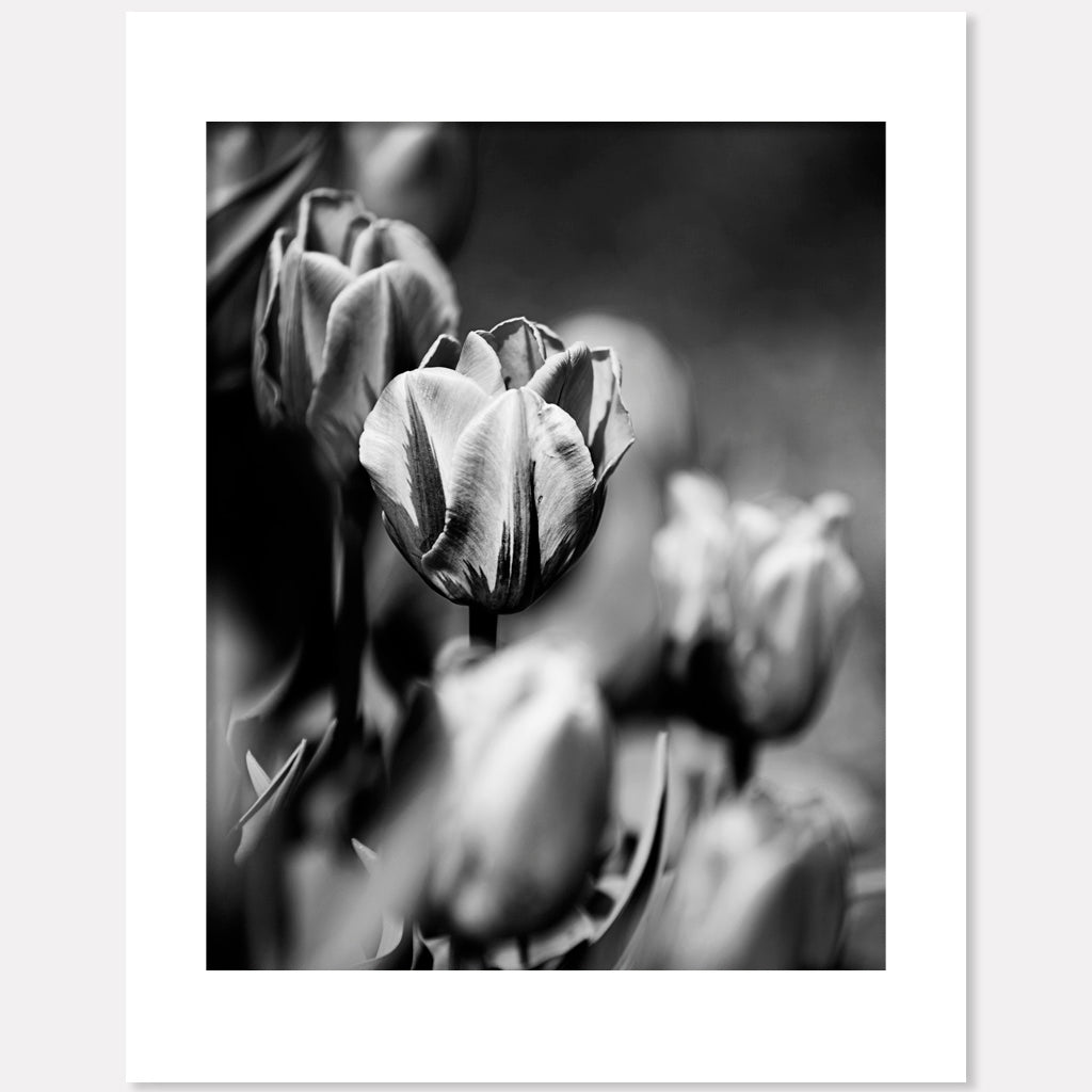 Tulips In Black & White - Contrasting Elegance
