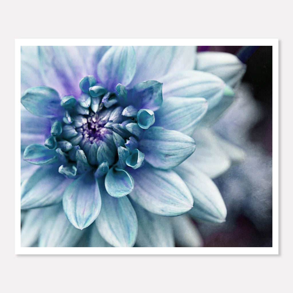 Dahlia Blue