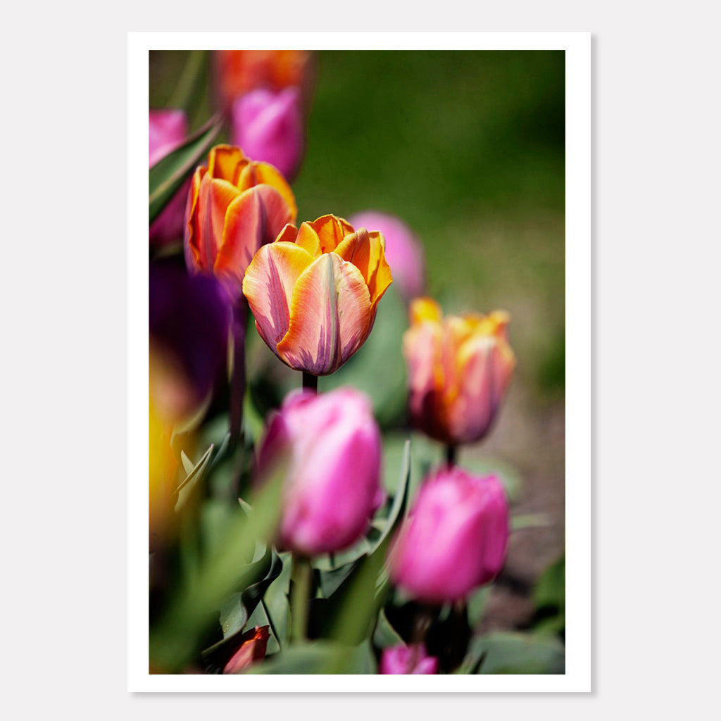 Colorful Tulips