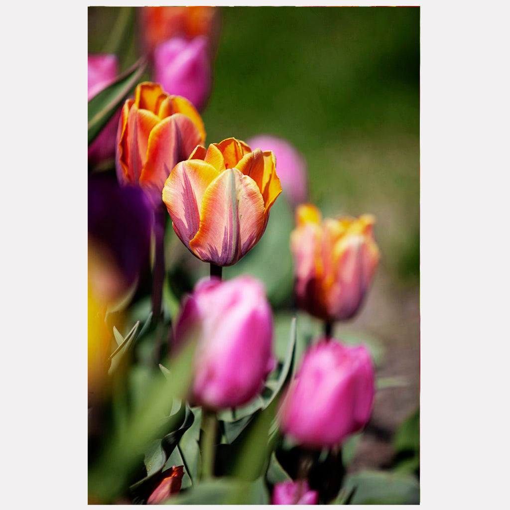 Colorful Tulips