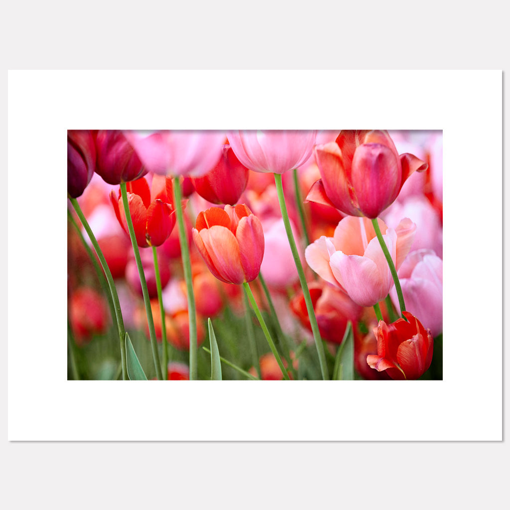 Color Explosion - Pink & Red Tulips