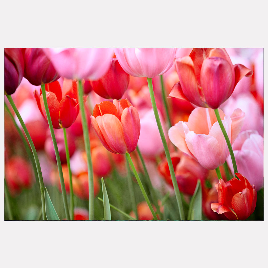 Color Explosion - Pink & Red Tulips