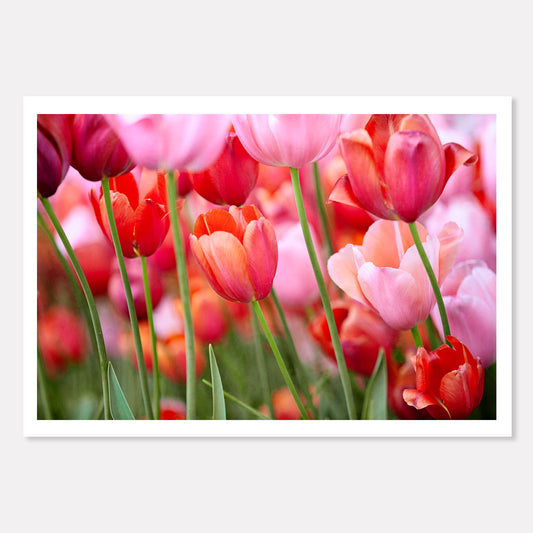 Color Explosion - Pink & Red Tulips