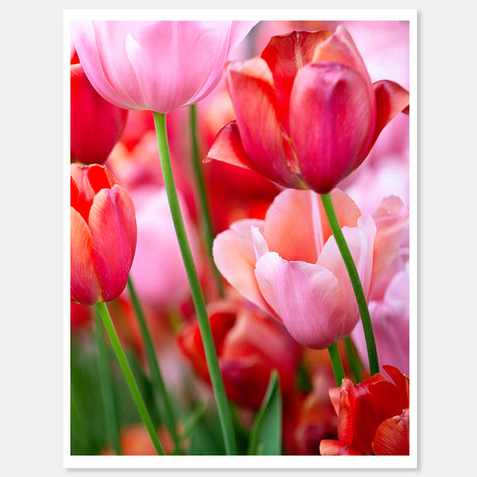Red & Pink Tulips - Blooming Passion