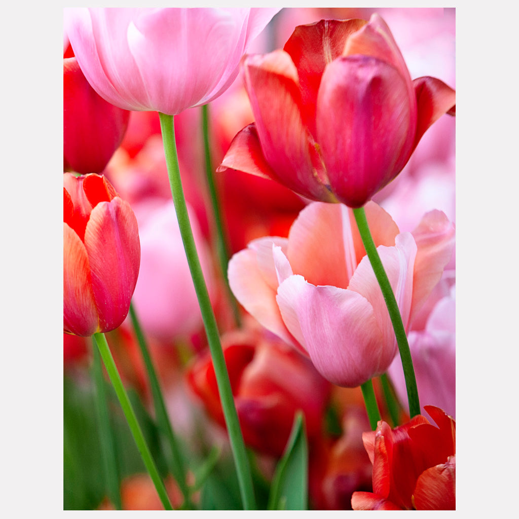 Red & Pink Tulips - Blooming Passion