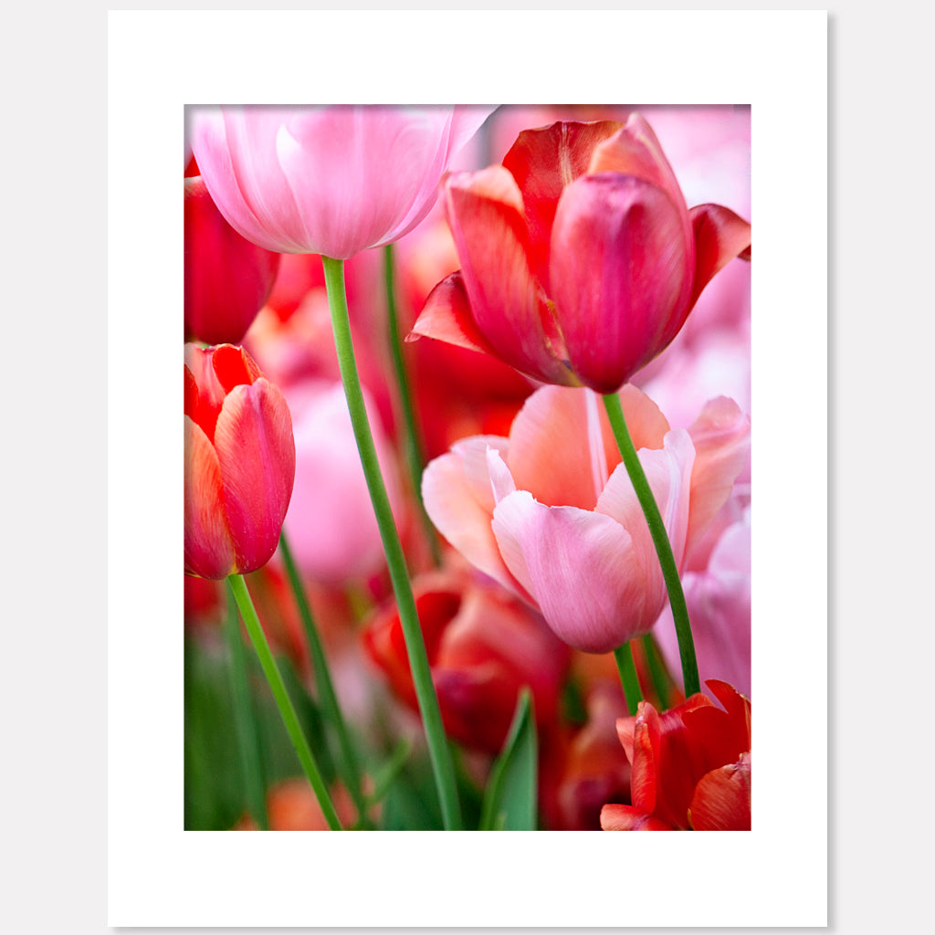 Red & Pink Tulips - Blooming Passion