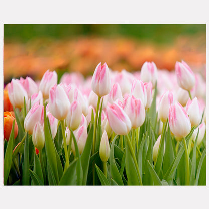 Tulip Serenity
