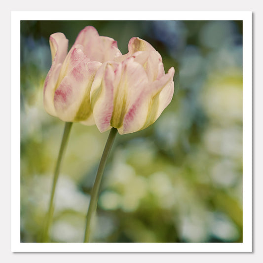 Tulips - Gentle Harmony