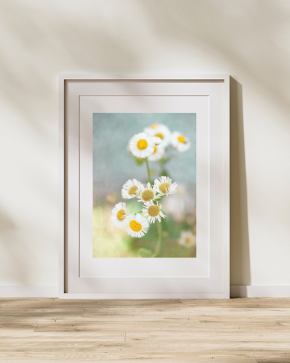 Daisy Dreams