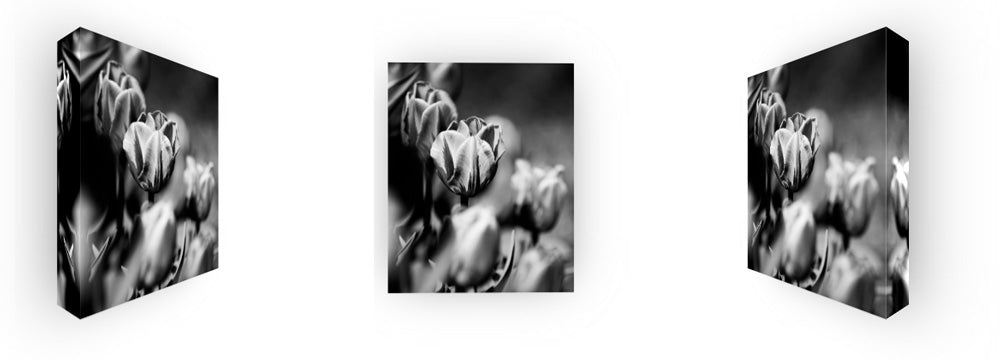 Tulips In Black & White - Contrasting Elegance