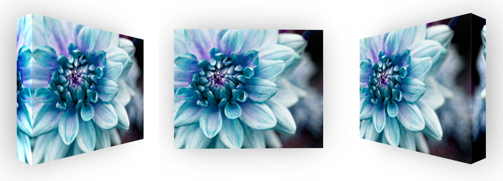 Dahlia Blue