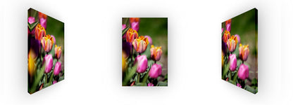 Colorful Tulips