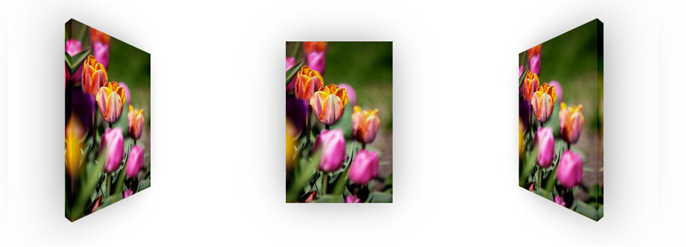 Colorful Tulips