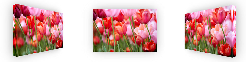 Color Explosion - Pink & Red Tulips