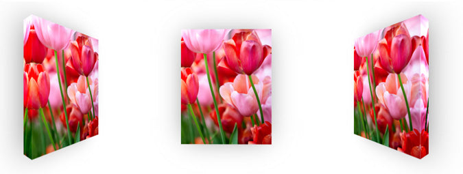 Red & Pink Tulips - Blooming Passion