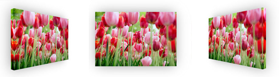 Pink and Red Tulip Garden