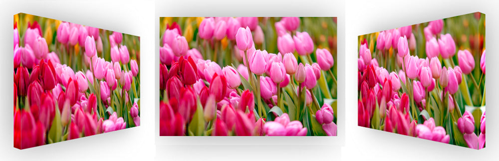 Pretty In Pink - Urban Tulips