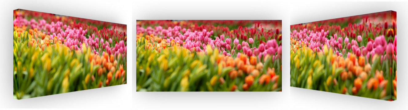 Tulip Rainbow