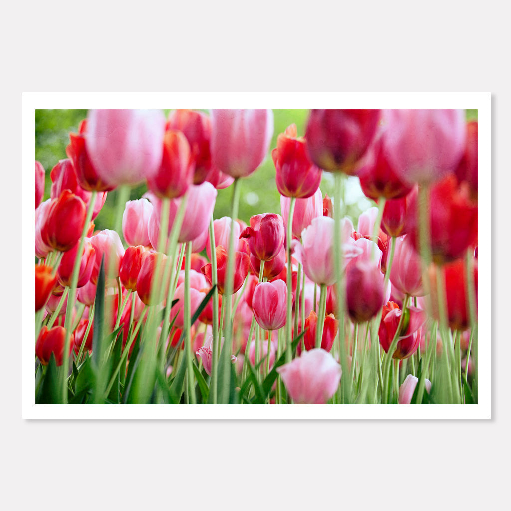 Pink and Red Tulip Garden