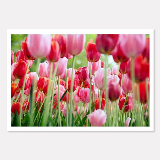 Pink and Red Tulip Garden