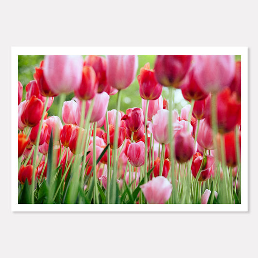 Pink and Red Tulip Garden