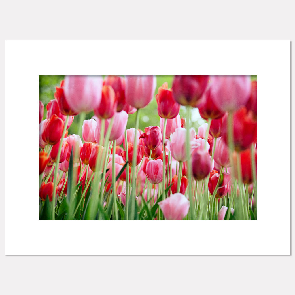 Pink and Red Tulip Garden