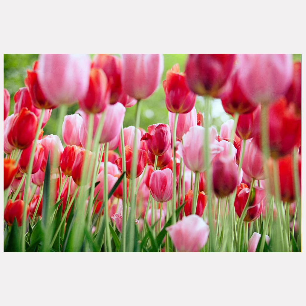 Pink and Red Tulip Garden