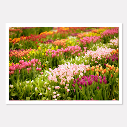 Tulip Takeover, Union Square