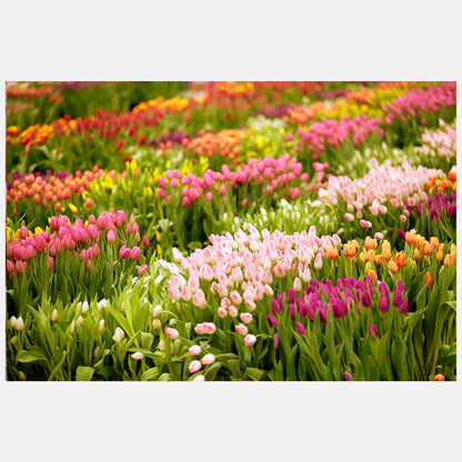 Tulip Takeover, Union Square