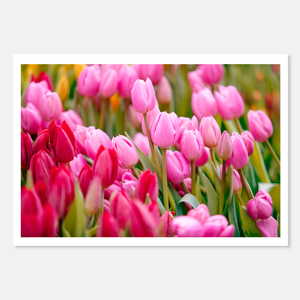 Pretty In Pink - Urban Tulips