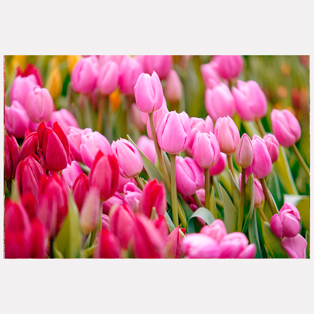 Pretty In Pink - Urban Tulips