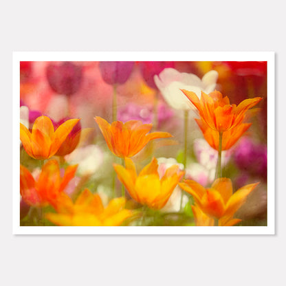 Tulip Whispers