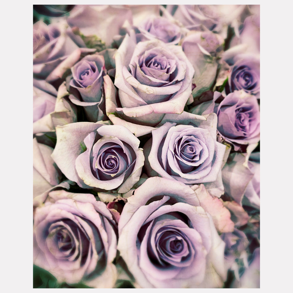 Vintage Roses