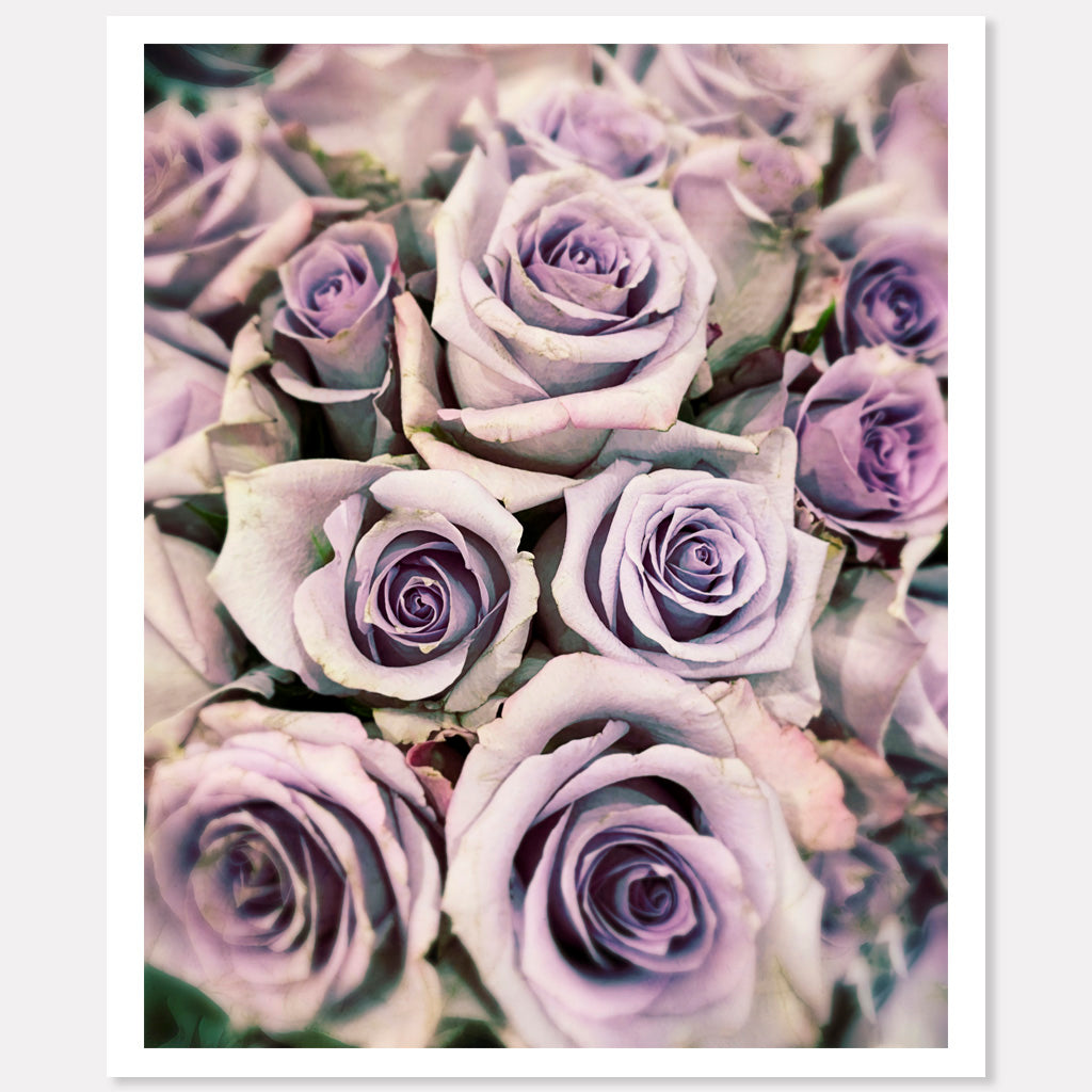 Vintage Roses